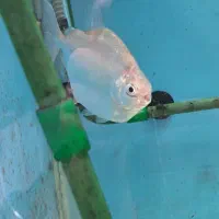 ماهی اسکار ردسورم دالر فوکوس شکاری|ماهی|فلاورجان, |دیوار