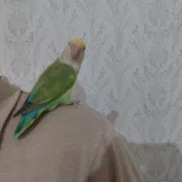 کوتوله برزیلی دستی|پرنده|جهرم, |دیوار