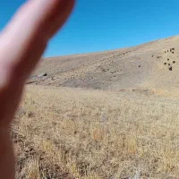 کاه گندم ریز