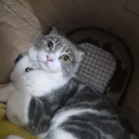 گربه نر اسکاتیش