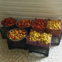 لواشک محلی و ارگانیک  با بسته بندی و بهداشتی|خوردنی و آشامیدنی|قم, کلهری|دیوار