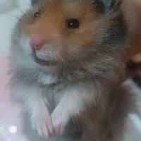 همسترهای بانمک و فشن