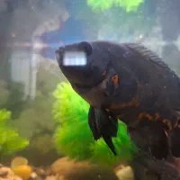 ماهی گوشت خوار|ماهی|خرمآباد, |دیوار