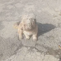 سگ خانگی|سگ|سقز, |دیوار