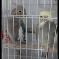 جفت عروس هلندی