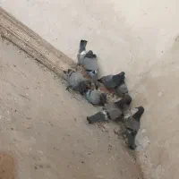 کفترچایی.تهداد5عدد