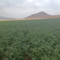 سیب زمینی بذری  مدل ۴۰۲  لیبل دار