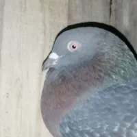 کبوتر|پرنده|بندر کنگان, |دیوار