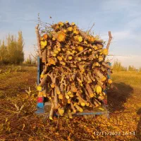 خریدداره همه نوع کوتیح و ریشه درخت