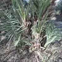 پاجوش مضافتی