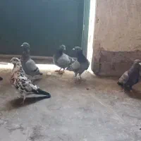 کبوتر