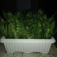 گل سانسوریا