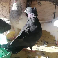 جفت زاغ کلاهی نر وماده با یک زاغ ماده|پرنده|بم, |دیوار