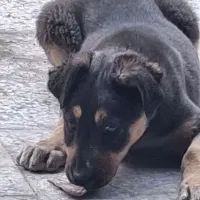 معاوضه سگ روتوایلر با پرنده