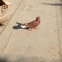 فروش کبوتر سرخ دمب سفید|پرنده|اهواز, کوروش|دیوار