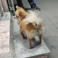 واگذاری سگ پامرریزریز|سگ|مشهد, سعد آباد|دیوار