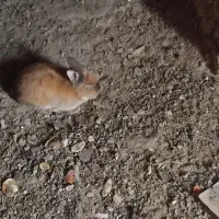 خرگوش|موش و خرگوش|خمین, |دیوار