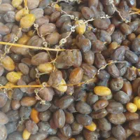 رطب تازه فروشی|خوردنی و آشامیدنی|شیراز, کفترک|دیوار