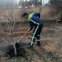 هرس درخت باغبانی صفرتاصد|خدمات باغبانی و درختکاری|مشهد, توس (بلوار توس)|دیوار