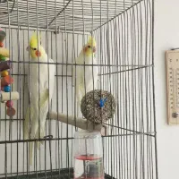 عروس لوتینو  تخم جوجه درست