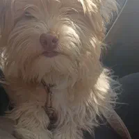 واگذاری شینزو|سگ|یزد, |دیوار