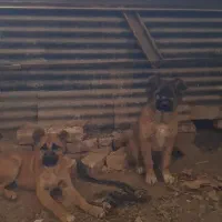 نرو لاس سرابی