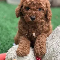 توی پودل اصیل با تضمین اصالت نژاد|سگ|رشت, چله خانه|دیوار