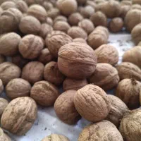 گردو تویسرکان