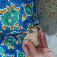 تشک تک نفره داخل پشم