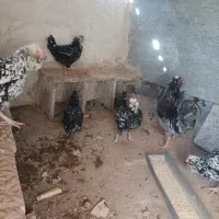 مرغ و خروس گلین