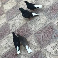 دم سفید عروسک مهر مهر