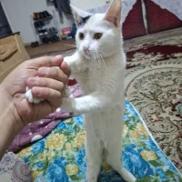 واگذاری رایگان بچه گربه dsh