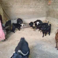 چهار بوز چهار بی برای فروش به شرت سالم بودن|حیوانات مزرعه|پلدختر, |دیوار