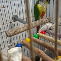 طوطی گرینچیک|پرنده|مشهد, امیریه|دیوار