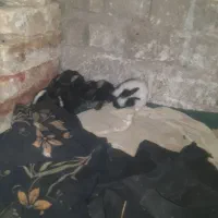 باسلام فروش خرگوش نازو کوچک اندازه کف دست|موش و خرگوش|مهریز, |دیوار