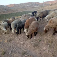 ۳۴راس میش داشتی|حیوانات مزرعه|شیراز, شهرک والفجر|دیوار