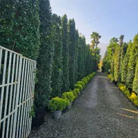 نگهداری وایجاد فضای سبز