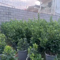 فروش گل و گیاه