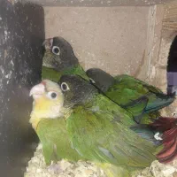 طوطی گرینچیگ پرورش خانگی