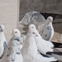 کبوتر دمبی|پرنده|میانه, |دیوار