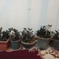 زاموفیلیابلک|گل و گیاه طبیعی|گلپایگان, |دیوار