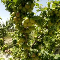 باغ فروشی چناران، 1400 متر