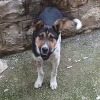 توله دوبرمن‌ نر ۳ ماهه