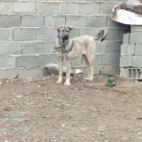 ‌واگذاری‌سگ‌پژدر‌ماده