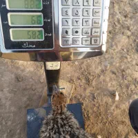 جوجه شترمرغ بهترین نژاد برای پلوار قیمت استثنائی|حیوانات مزرعه|مشهد, امام رضا (ع)|دیوار