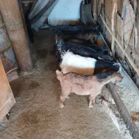 ۸راس بزغاله نروماده ۳ماهه