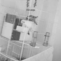 عروس هلندی  به همراه ۴ تا تخم