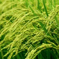 شالیزار-3-هکتاری-بر-اسفالت-قیمت-کاسبی