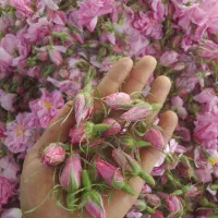 غنچه و گل محمدی فارس