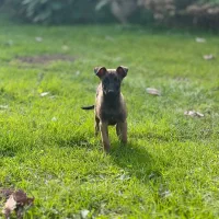 واگذاری سگ‌ مالینویز|سگ|پره‌سر, |دیوار